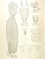 Laminaria rodriguezii1